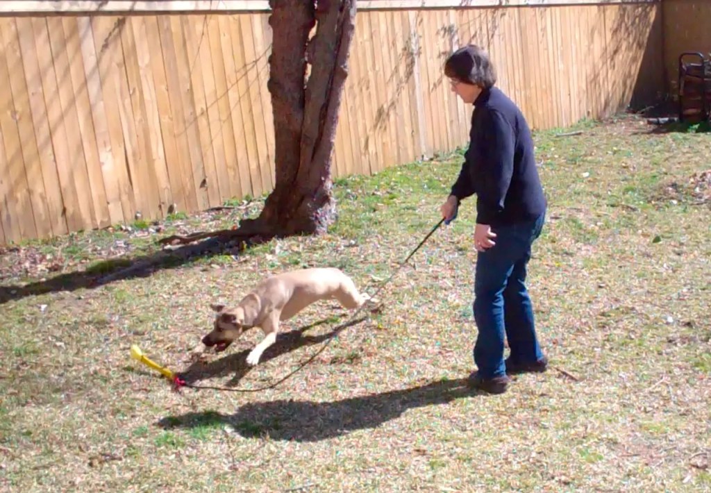 A human holds a pole with a rope attached to one end. A tan dog is stretched out chasing a toy tied to the end of the rope.