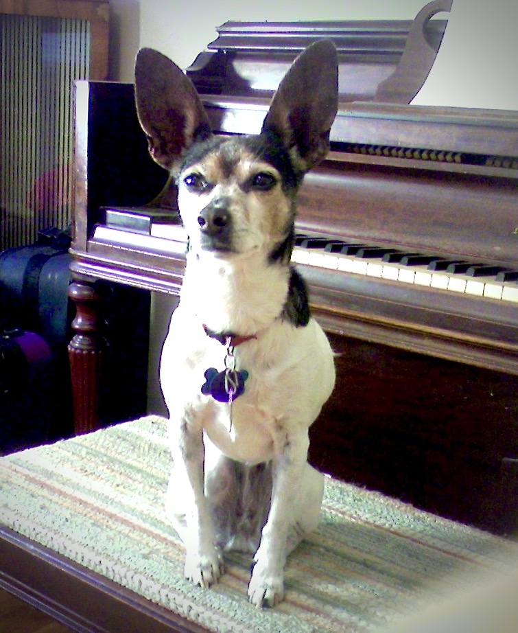 A white, black, and brown rat terrier sits on a piano bench in front of a piano looking pensive