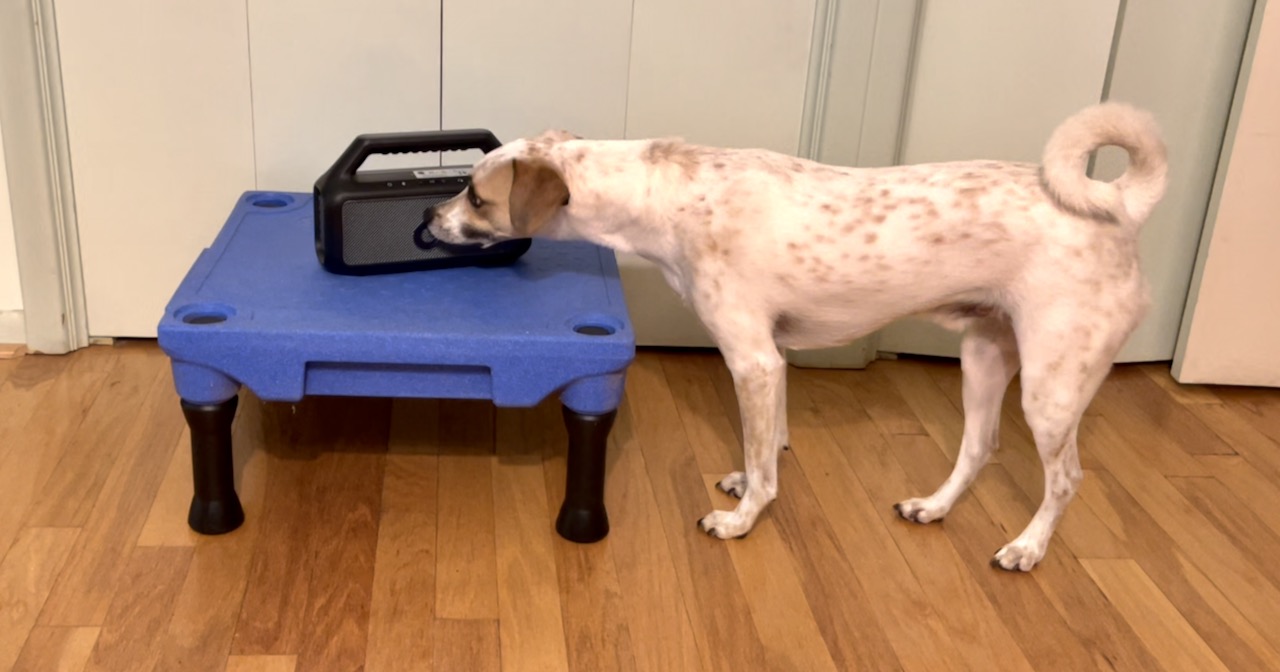 A white dog with brown ticking and a curled tail sniffs a portable wireless music speaker that is sitting on a blue Klimb table