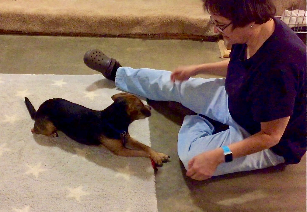 A black and rust hound mix lies on a rug in front of a woman. The dog is crossing her paws in front of her.