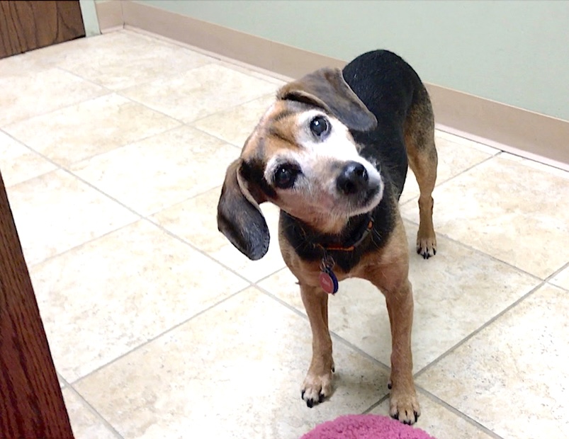 A black and rust hound mix is standing in a vet exam room, tilting her head quizzically